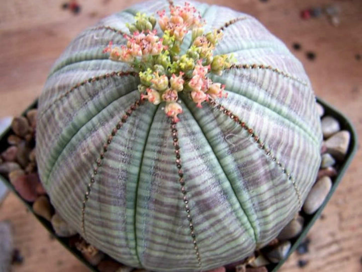 Heirloom Non-GMO Euphorbia Obesa “Baseball Plant” Flower Seeds – Succulent Seeds for Planting, High Germination