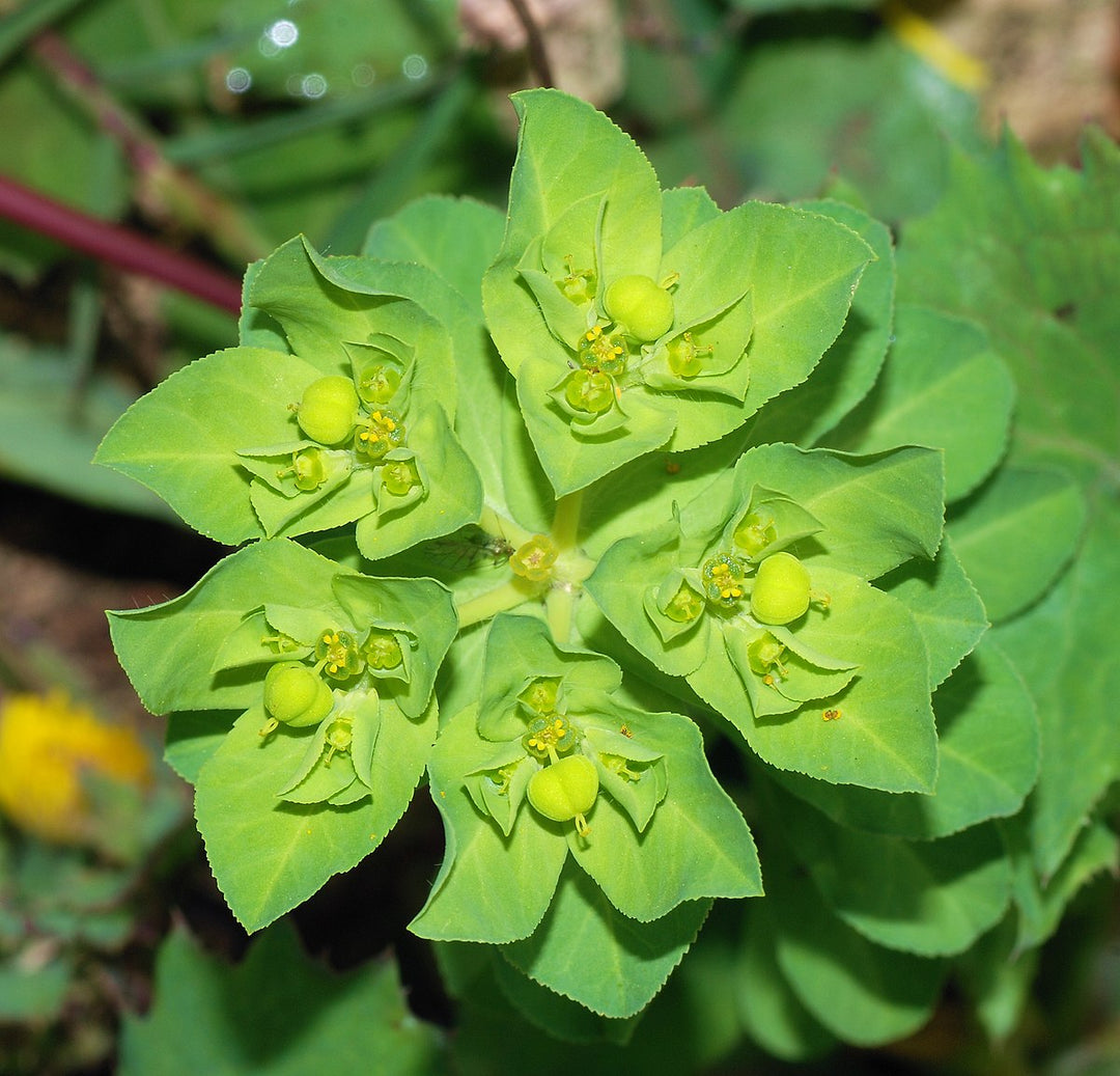 Grøn Euphorbia Didieroides Unikke plantefrø til udendørs haver 100 stk