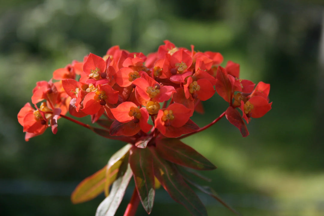 Red Euphorbia Griffithii Flower Seeds for Planting - 100 pcs