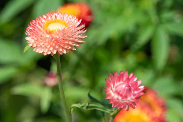 Everlasting Paper Daisy Salmon Rose Flower Seeds for Planting – Heirloom & Non-GMO Garden Seeds