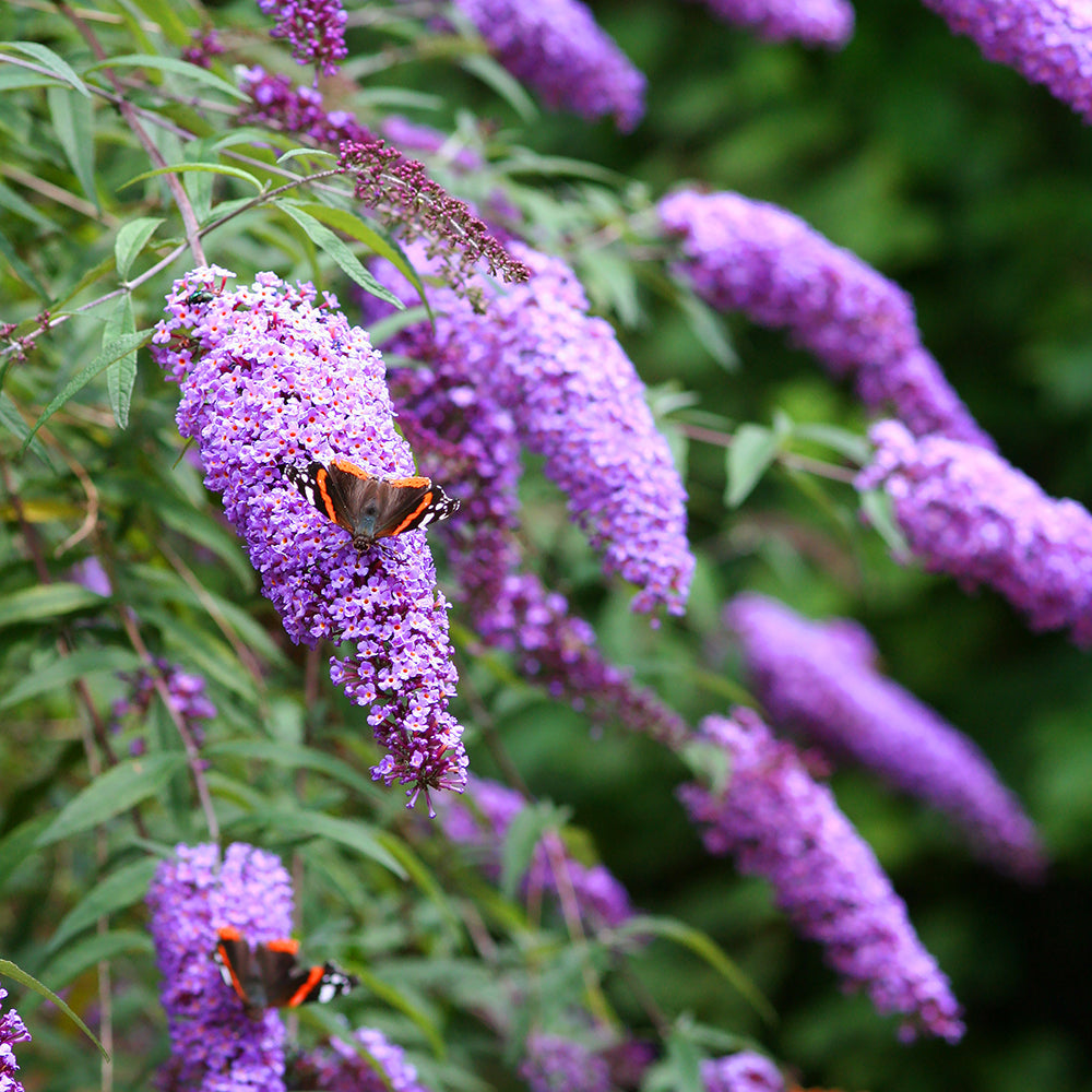 Creme Buddleia Blomsterfrø til udplantning, 100 stk