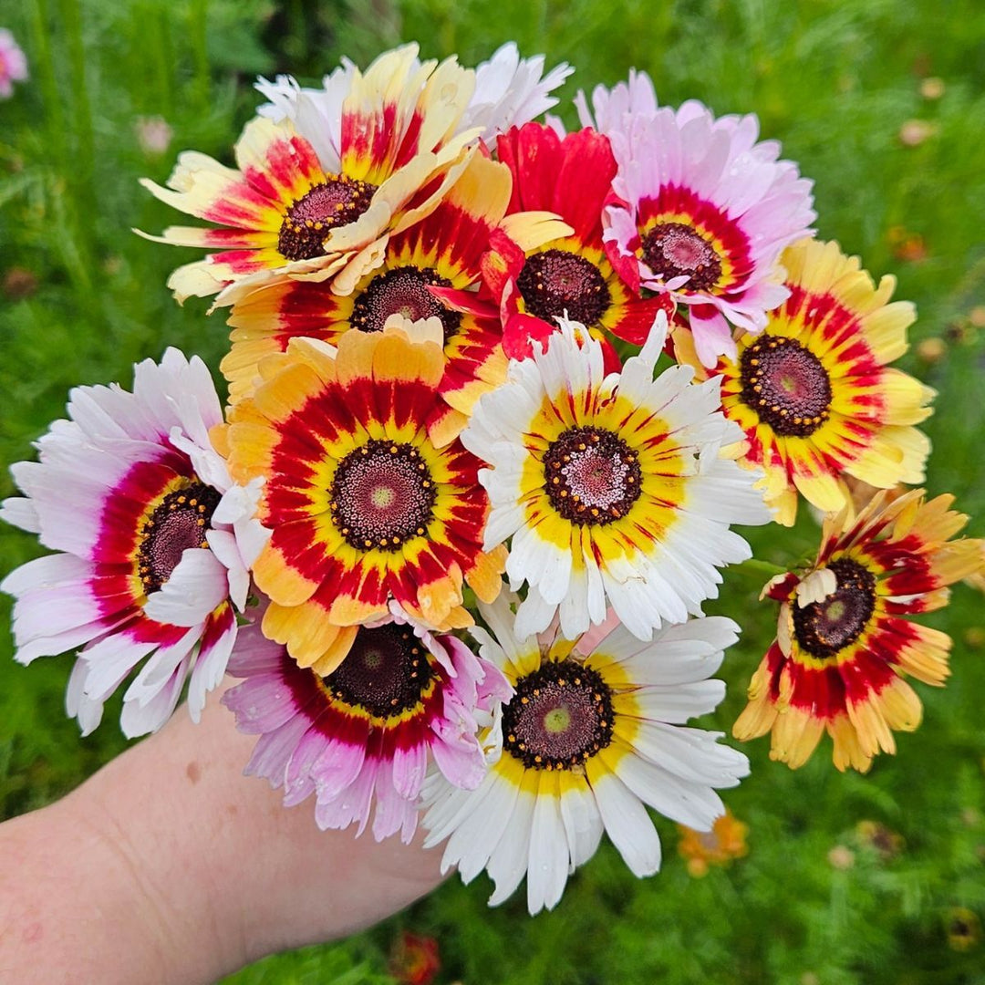 chrysanthemum chrysanthemum flower seeds