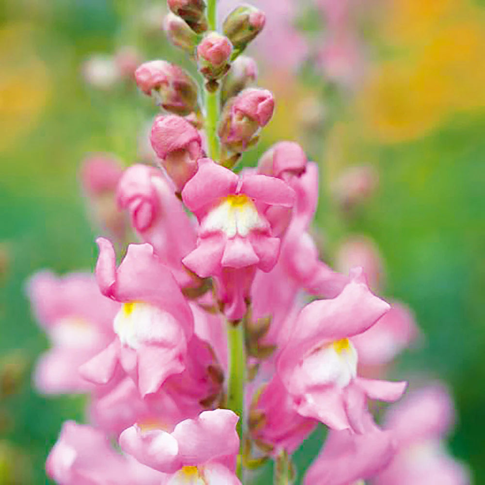 Antirrhinum Flower Seeds for Planting - White & Pink 100 pcs