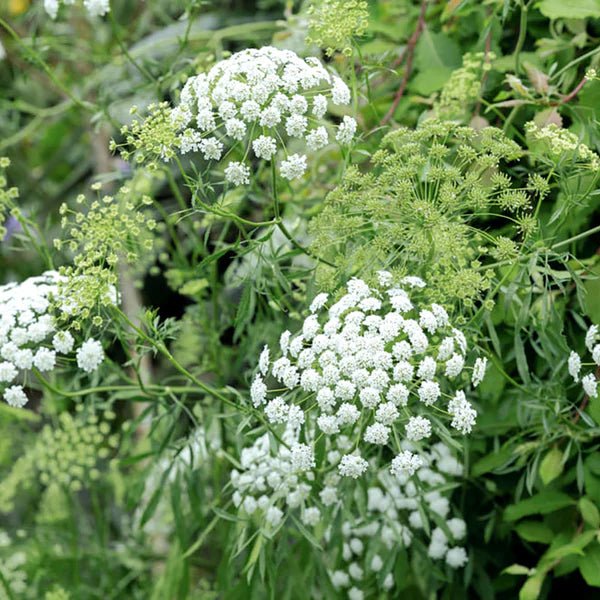 Ammi Majus Blomsterfrø til udplantning - 100 stk