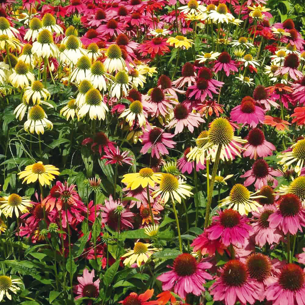 mixed echinacea flower seeds