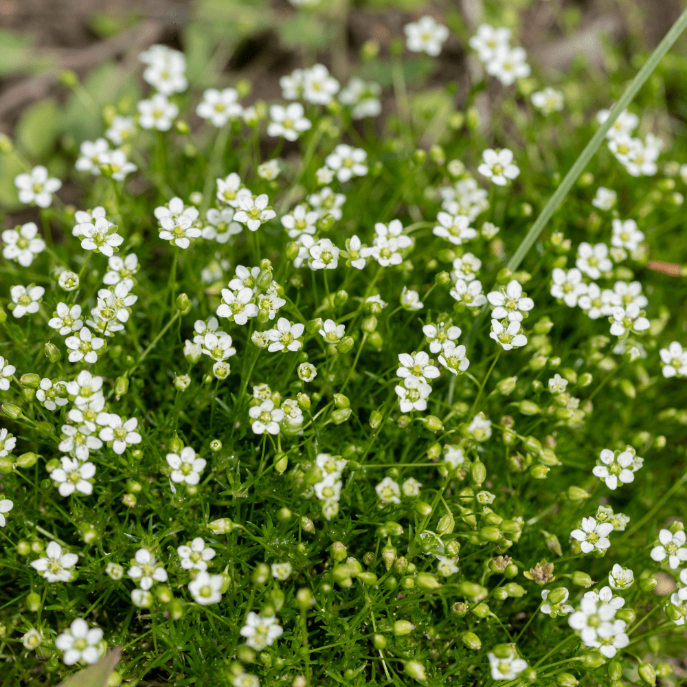 Hvide Sagina Subulata blomsterfrø til udplantning, 100 stk