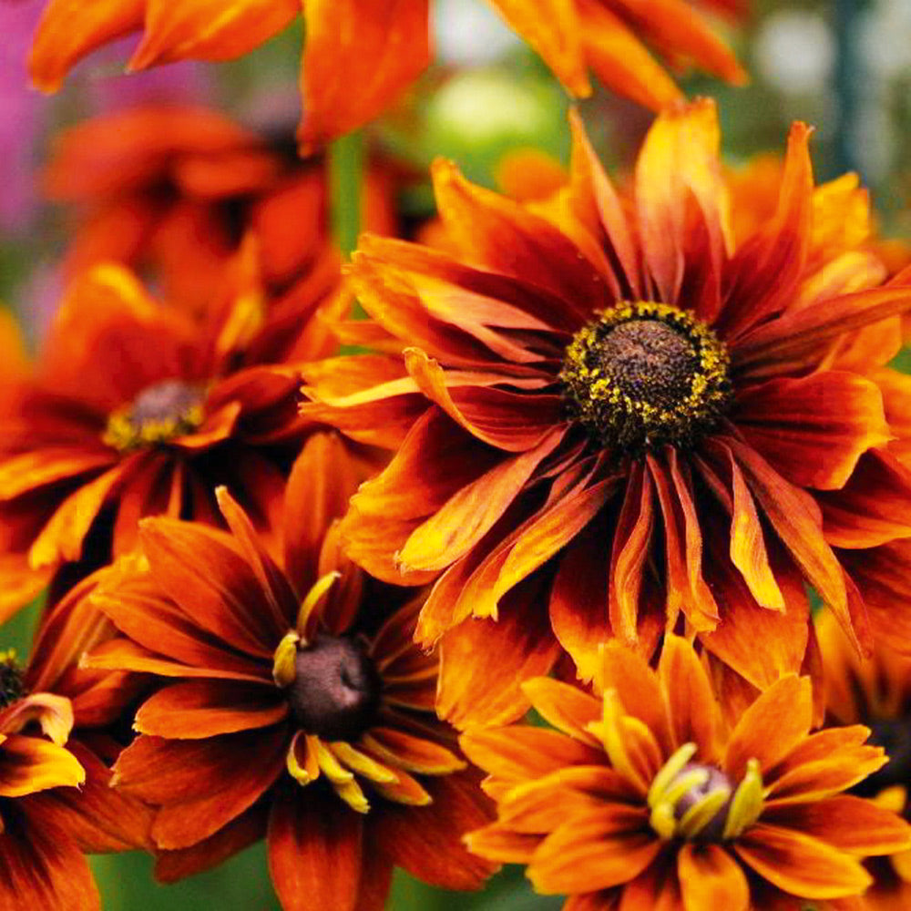 Orange Rudbeckia blomsterfrø til plantning - 100 stk