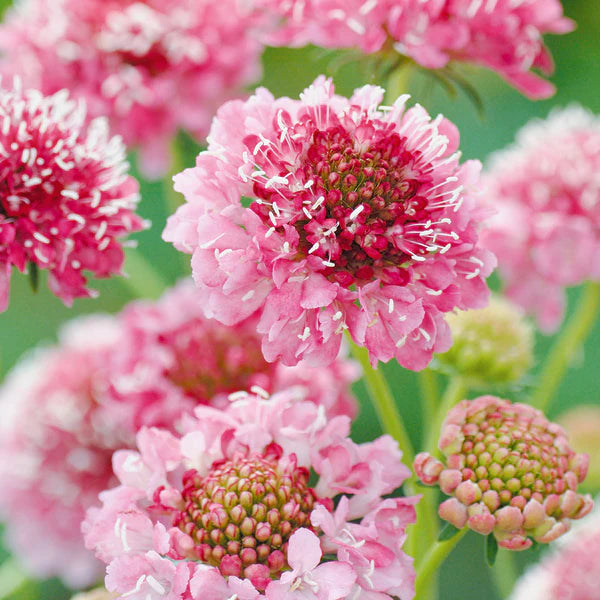 Pink Scabiosa blomsterfrø til udplantning, friske, 100 stk