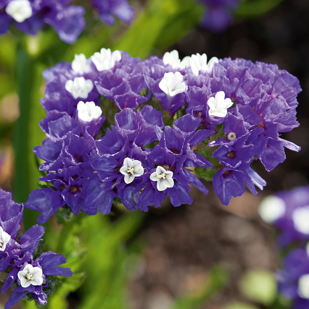 Organic Heirloom Non-GMO Statice Blue River Seeds for Planting – Vibrant Garden Blooms