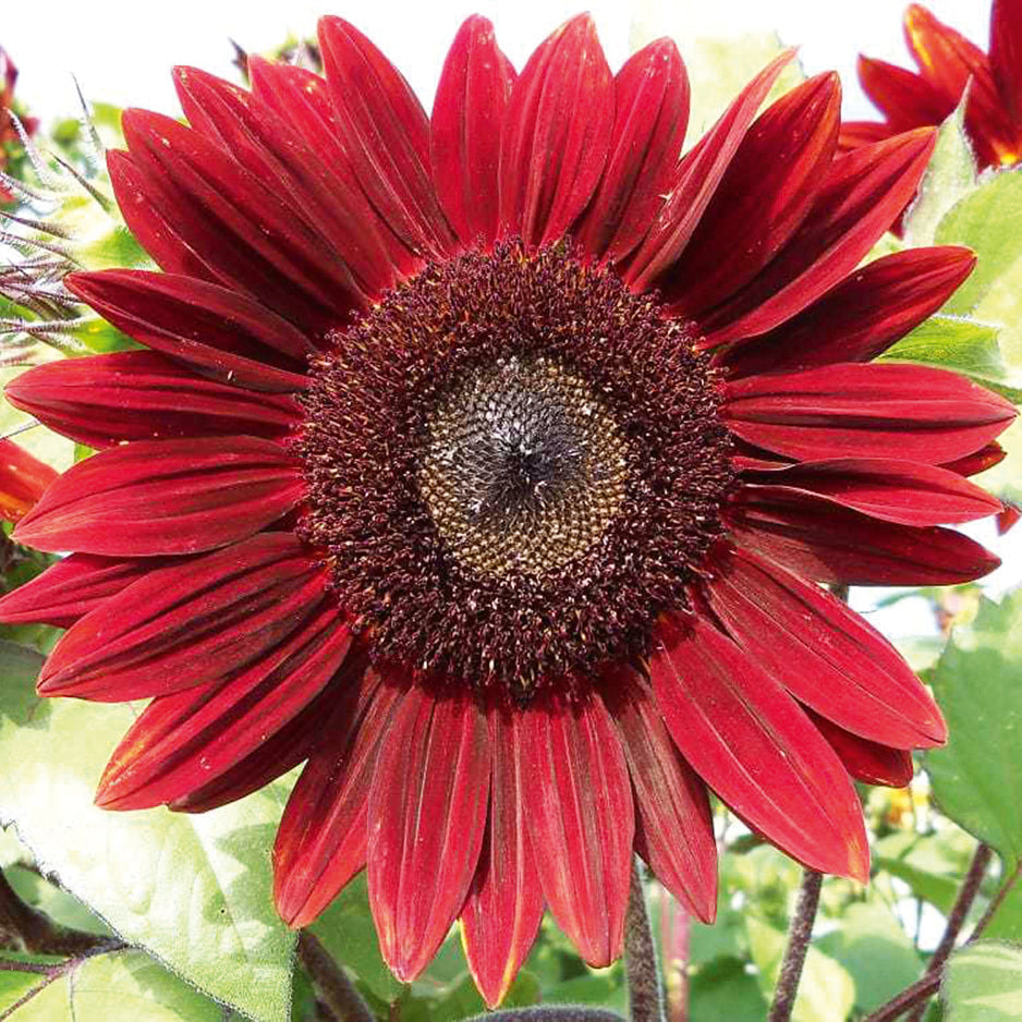 Heirloom Non-GMO Sunflower Plant Seeds for Planting – Bright, Tall Garden Blooms for Pollinators