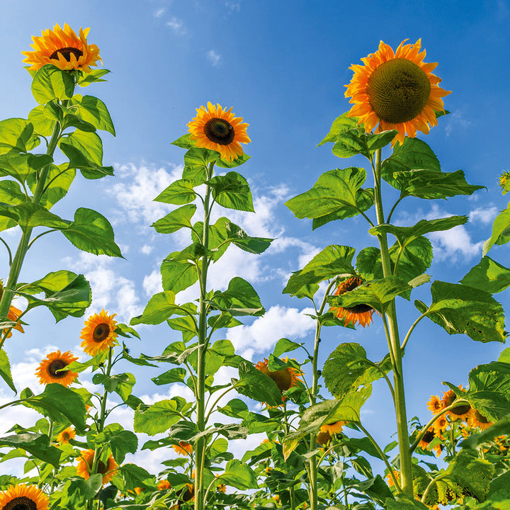 Brune solsikkeblomsterfrø til plantning - 100 stk