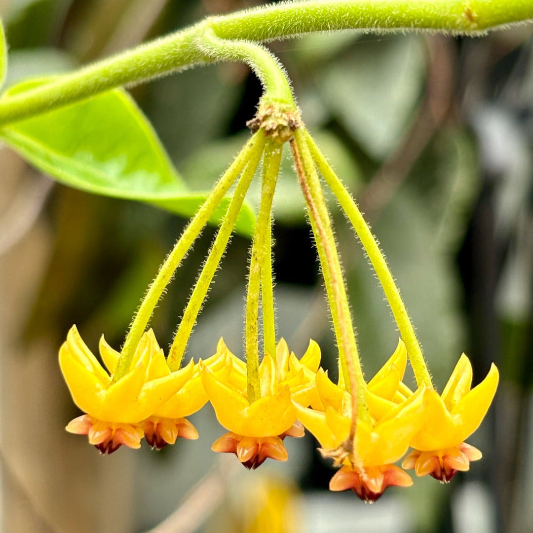 Hoya Carnosa Flower Seeds – Heirloom Non-GMO Seeds for Garden Planting