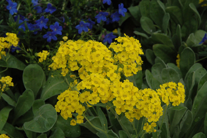 Yellow Rock Cress Plant Seeds for Planting - 100 pcs