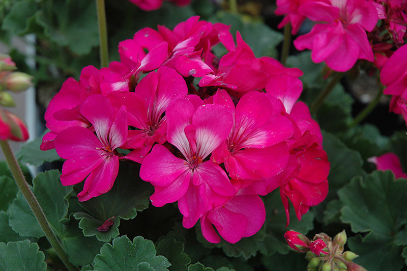pink geranium flower seeds