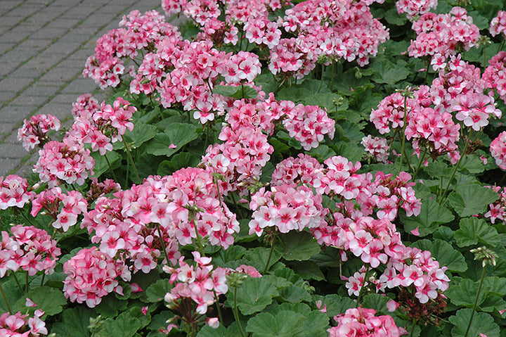 Fresh Geranium Flower Seeds for Planting, Light Pink 100 pcs