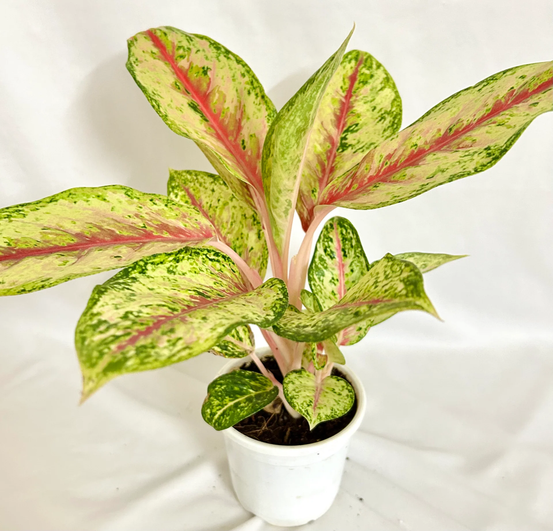 yellow aglaonema flower seeds
