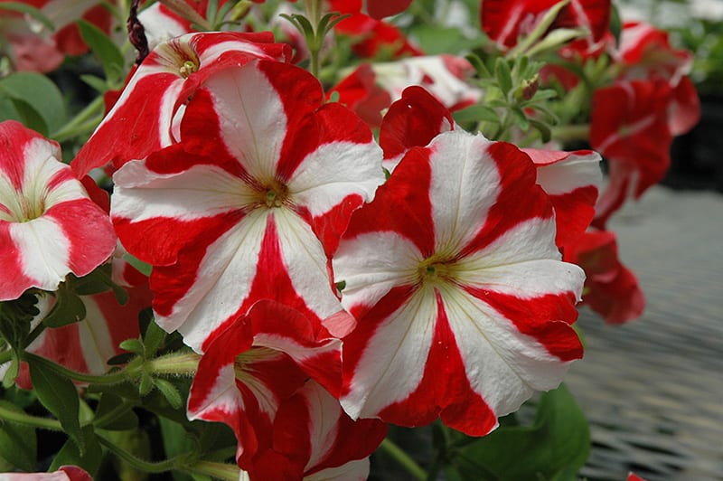 Friske Petunia Hybrida hængende blomsterfrø til udplantning, rød 100 stk