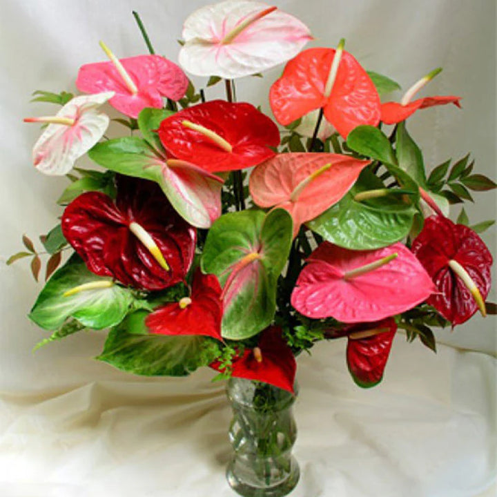 Anthurium flerfarvede blomsterfrø til plantning - 100 stk