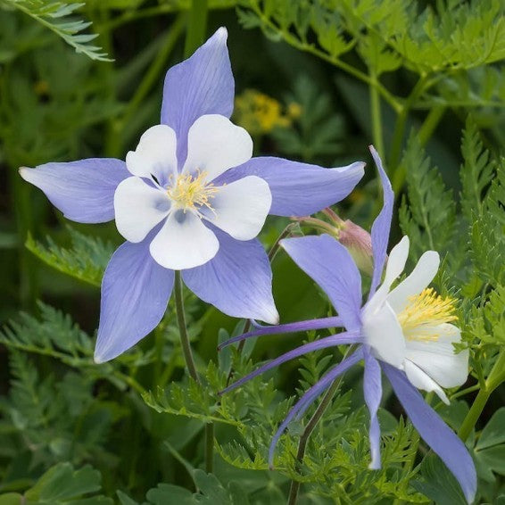 White Blue Aquilegia Flower Seeds for Planting - 100 pcs