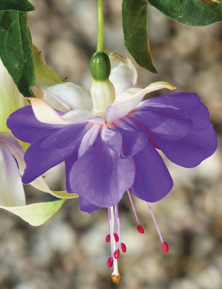 Blå Fuchsia blomsterfrø til udplantning, friske, 100 stk