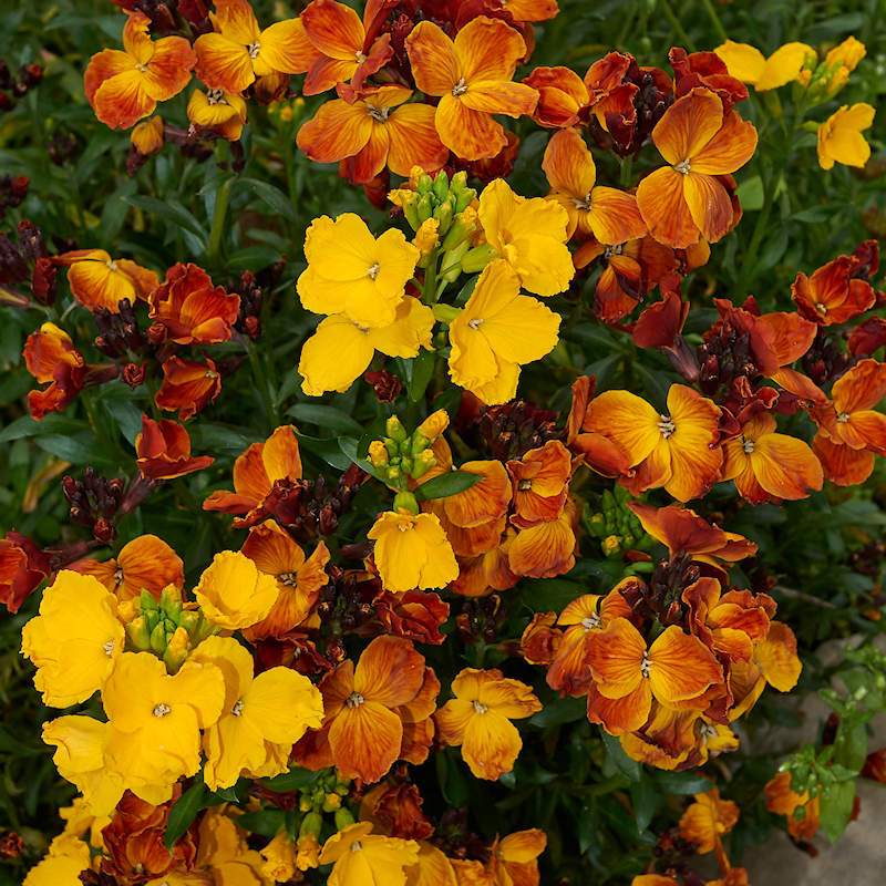 wallflower erysimum flower seeds