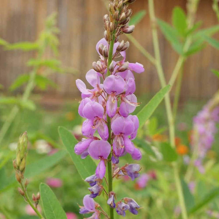 Heirloom Non-GMO Showy Tick Trefoil Flower Seeds for Planting – Vibrant Wildflower Blooming Seeds, High Germination