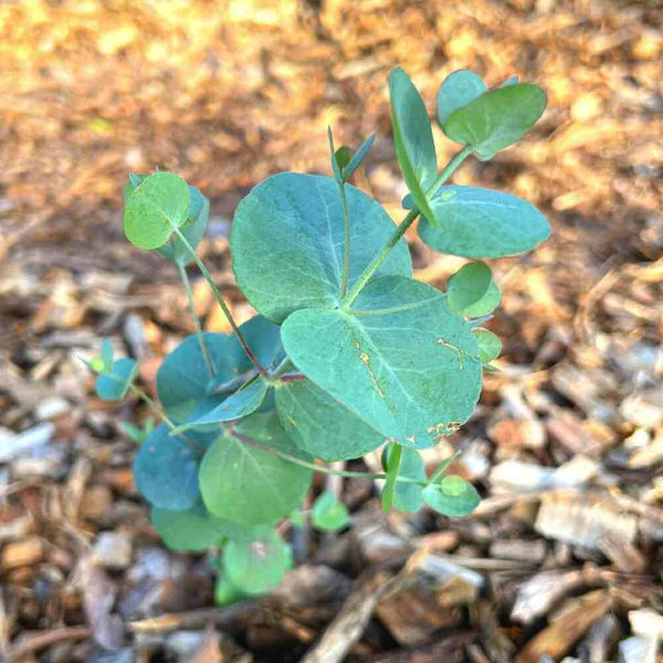 silver eucalyptus flower seeds