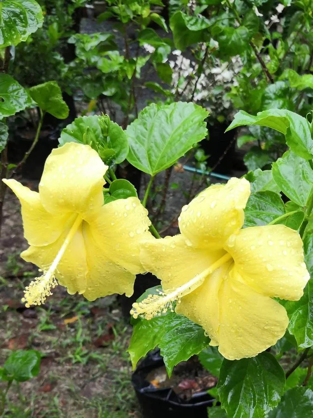 Yellow Hibiscus Flower Seeds 100 pcs