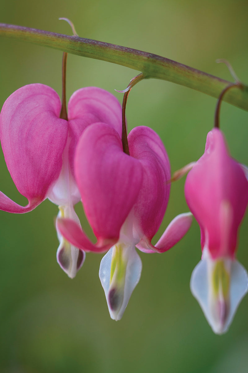 bleeding heart plant seeds Bleeding Hearts Seeds – Heirloom Non-GMO – Neeraseeds