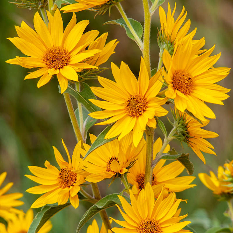 Maximilian Sunflower Flower Seeds Arvestykke Ikke-GMO til plantning