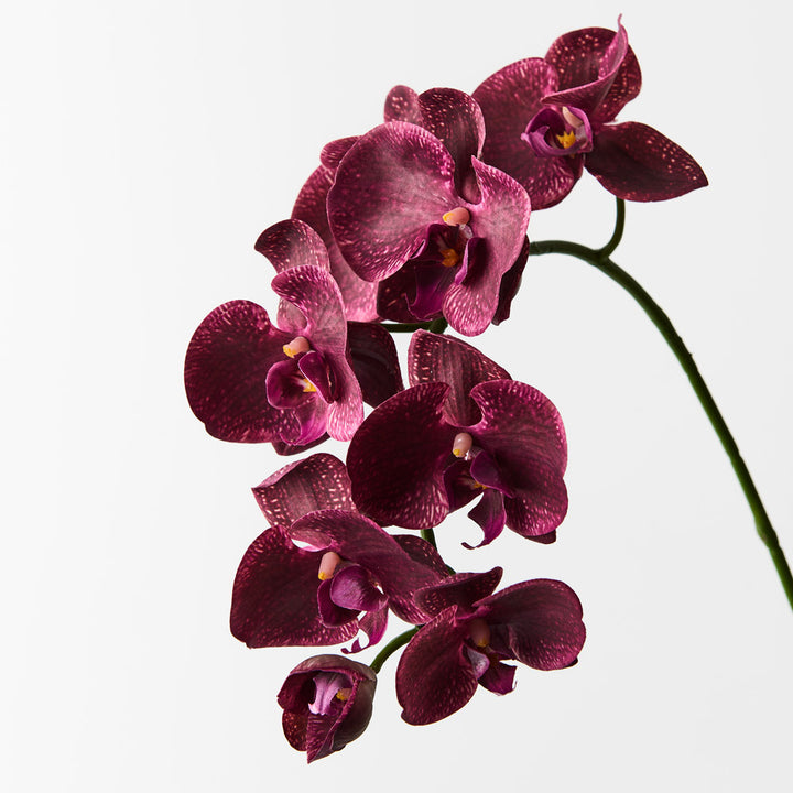 Heirloom Non-GMO Phalaenopsis Orchid Flower Seeds | Rare Maroon Blooms for Indoor Gardens