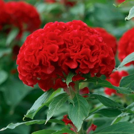 celosia chief flower seeds