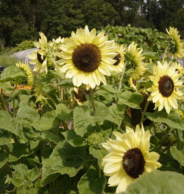 Lemon Sunflower Seeds for Planting – Heirloom Non-GMO Flower Seeds, High Germination Organic Home Garden Blooms