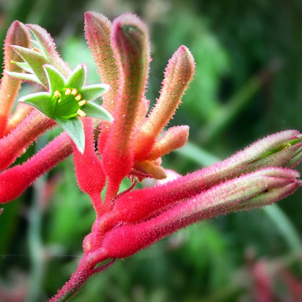 kangaroo paw flower seeds