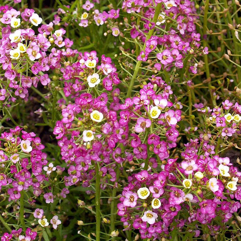 pink alyssum flower seeds