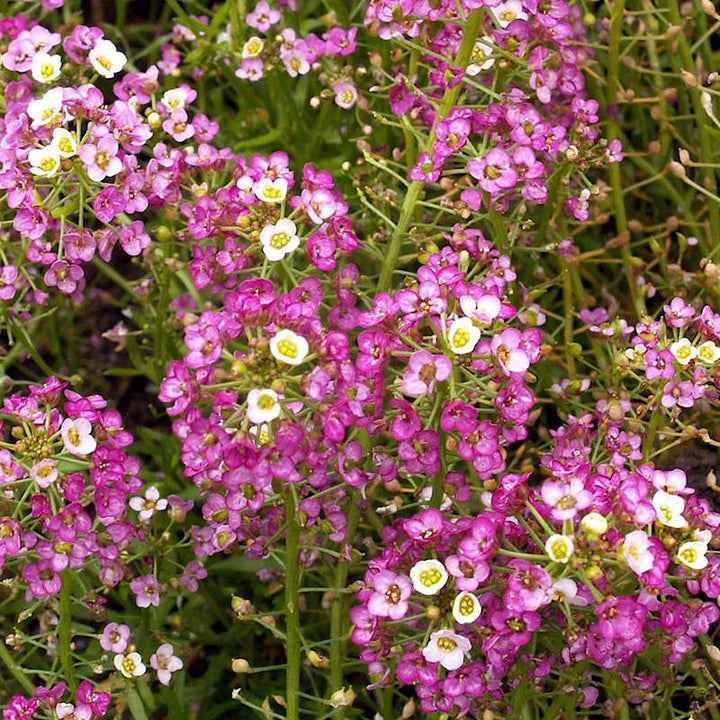 Pink Alyssum Lobularia Maritima Dwarf Sweet Herb For Planting Non Gmo Heirloom Variety For