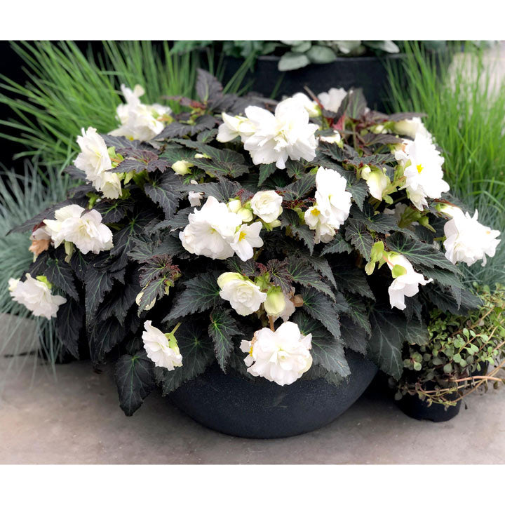 Begonia Flower Seeds for Planting - 100 pcs