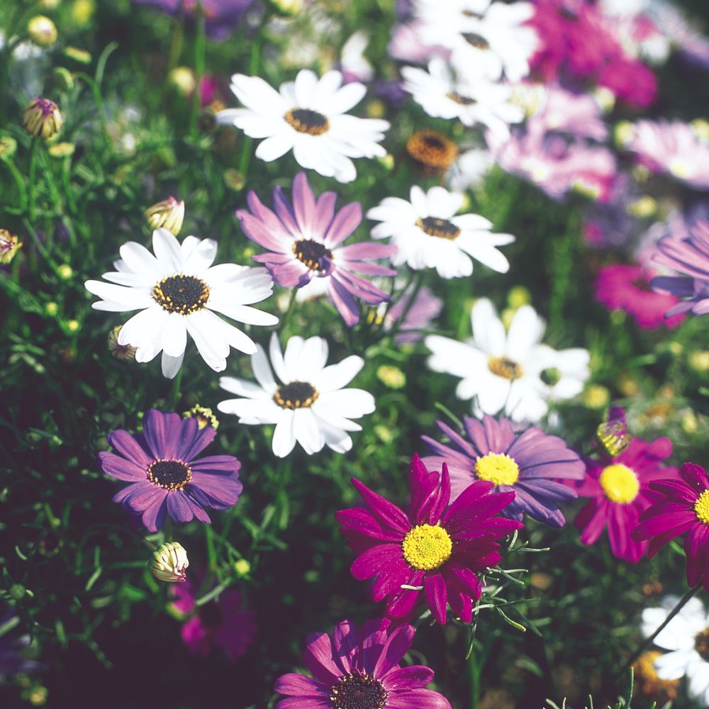 brachyscome mixed flower seeds