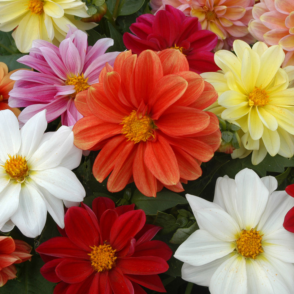 Mixed Dahlia Flower Seeds for Planting - 100 pcs