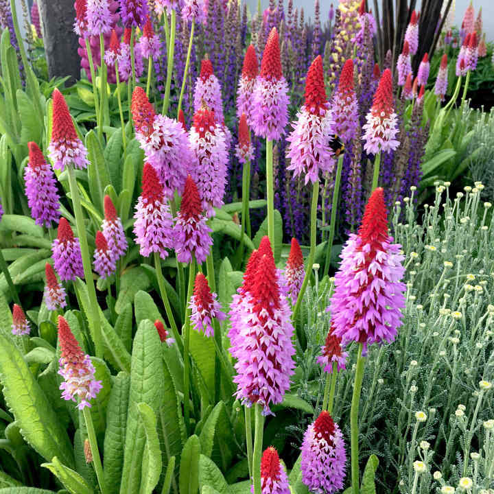 Heirloom Non-GMO Kniphofia Flower Seeds for Planting – Red Hot Poker Perennial Blooms, High Germination Seeds