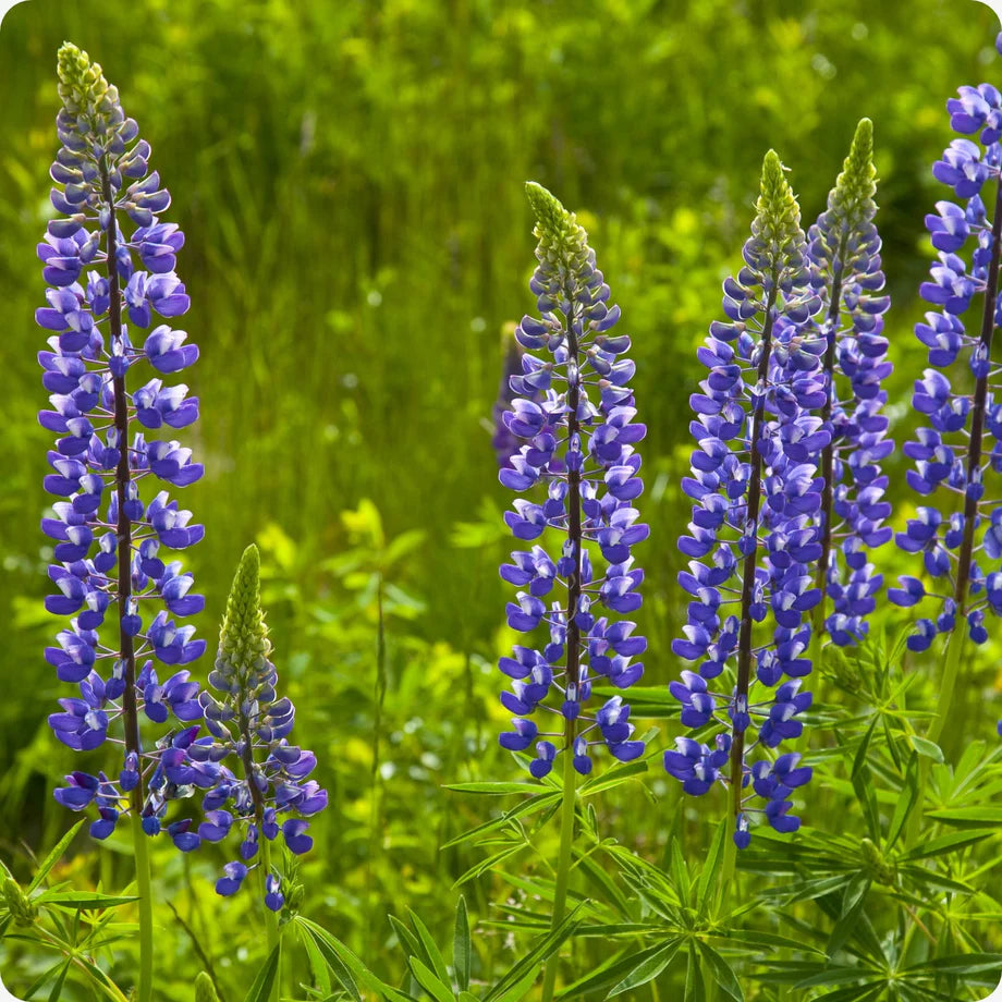 Thick Blue Lupine Flower Seeds for Planting – Heirloom, Non-GMO, High Germination Garden Seeds
