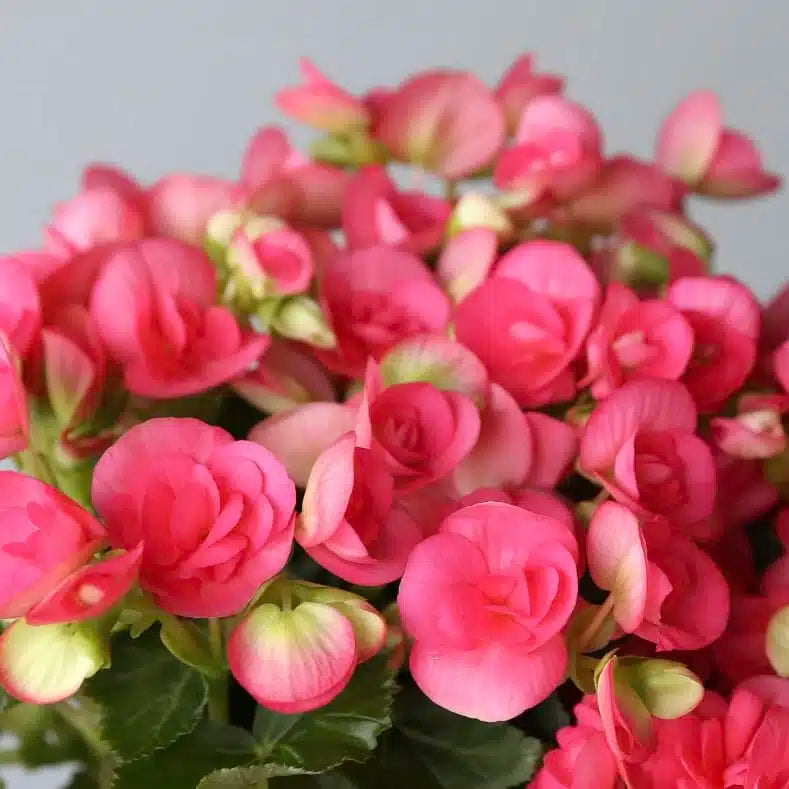 rose rieger flower seeds