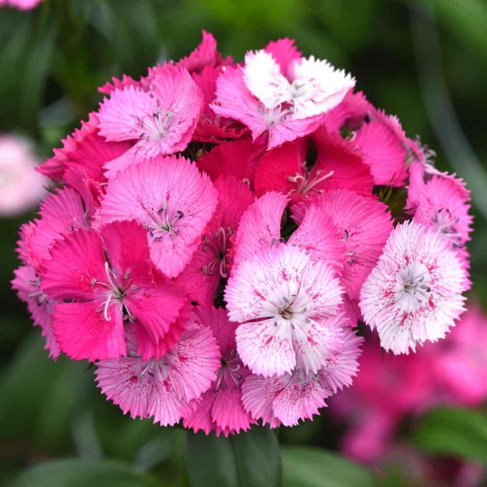pink dianthus flower seeds