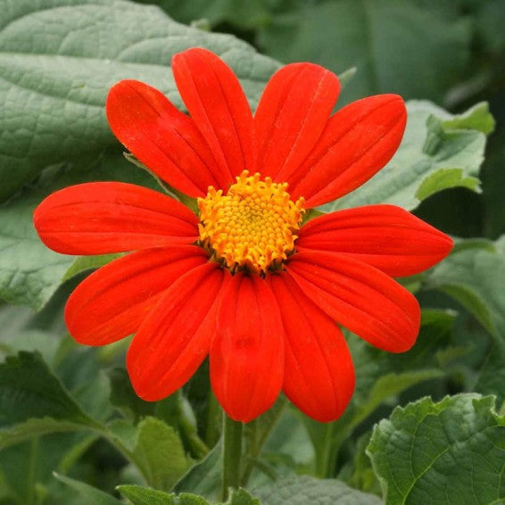 Røde Tithonia Rotundifolia blomsterfrø til plantning - 100 stk