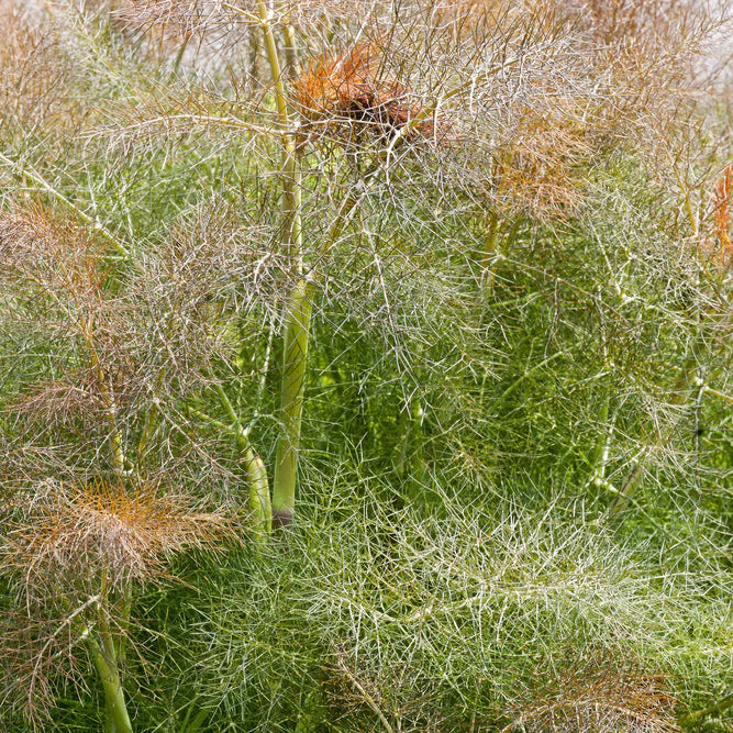 Fennel Bronze Smokey Herb Seeds – Heirloom, Non-GMO, High Germination Organic Garden Seeds for Planting Aromatic & Edible Foliage