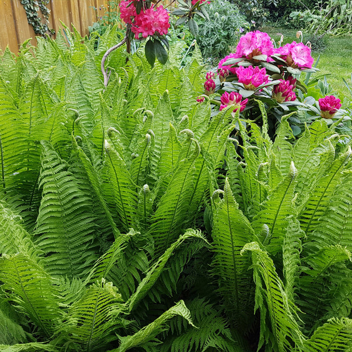 Fern Plant Seeds for Planting Mixed Color 100 pcs