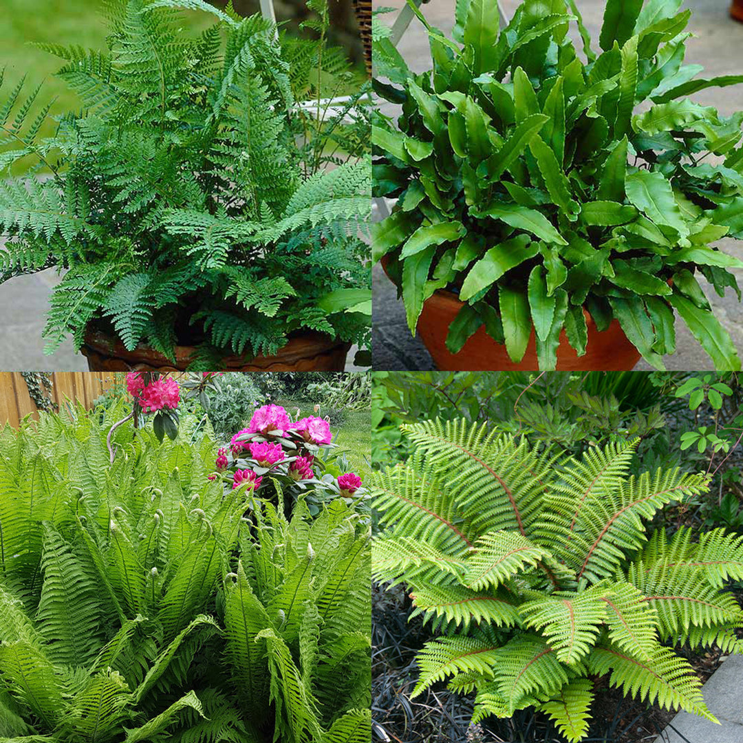 Fern Plant Seeds for Planting Mixed Color 100 pcs