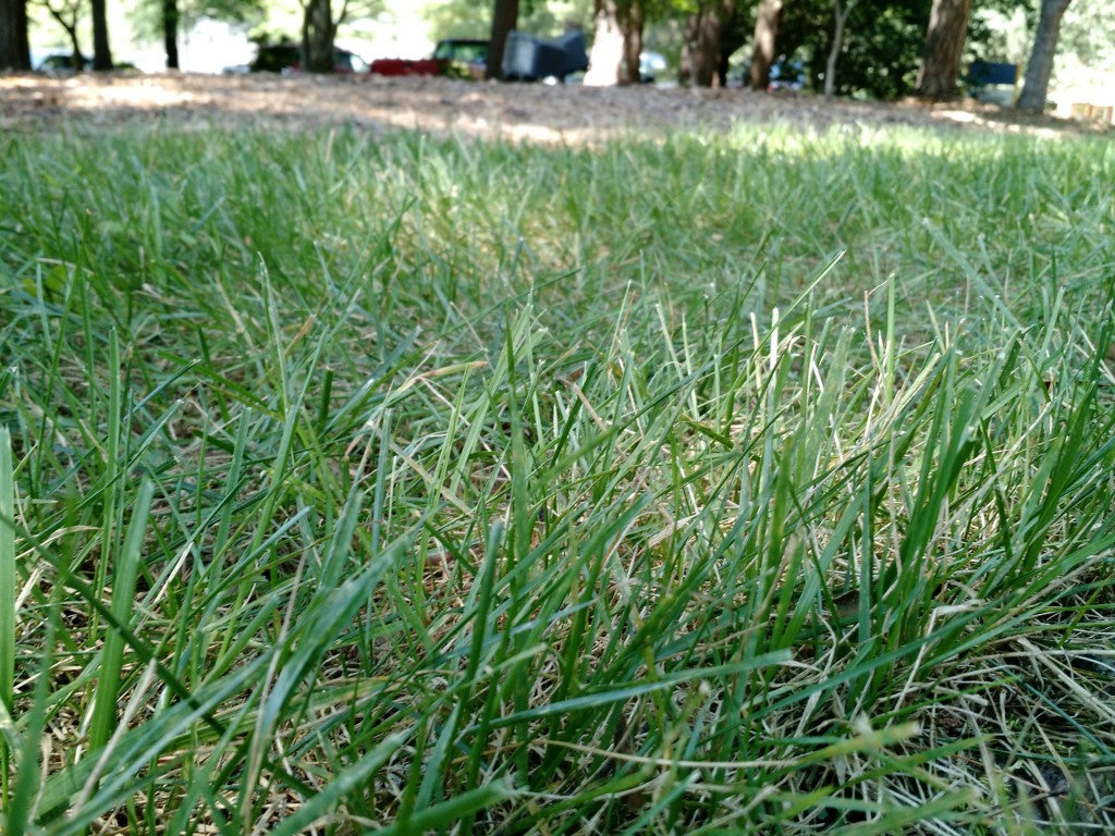 tall fescue flower seeds