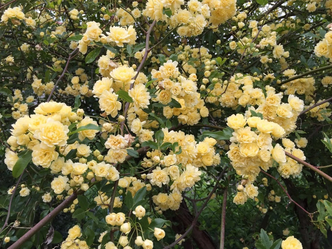 rosa banksia flower seeds