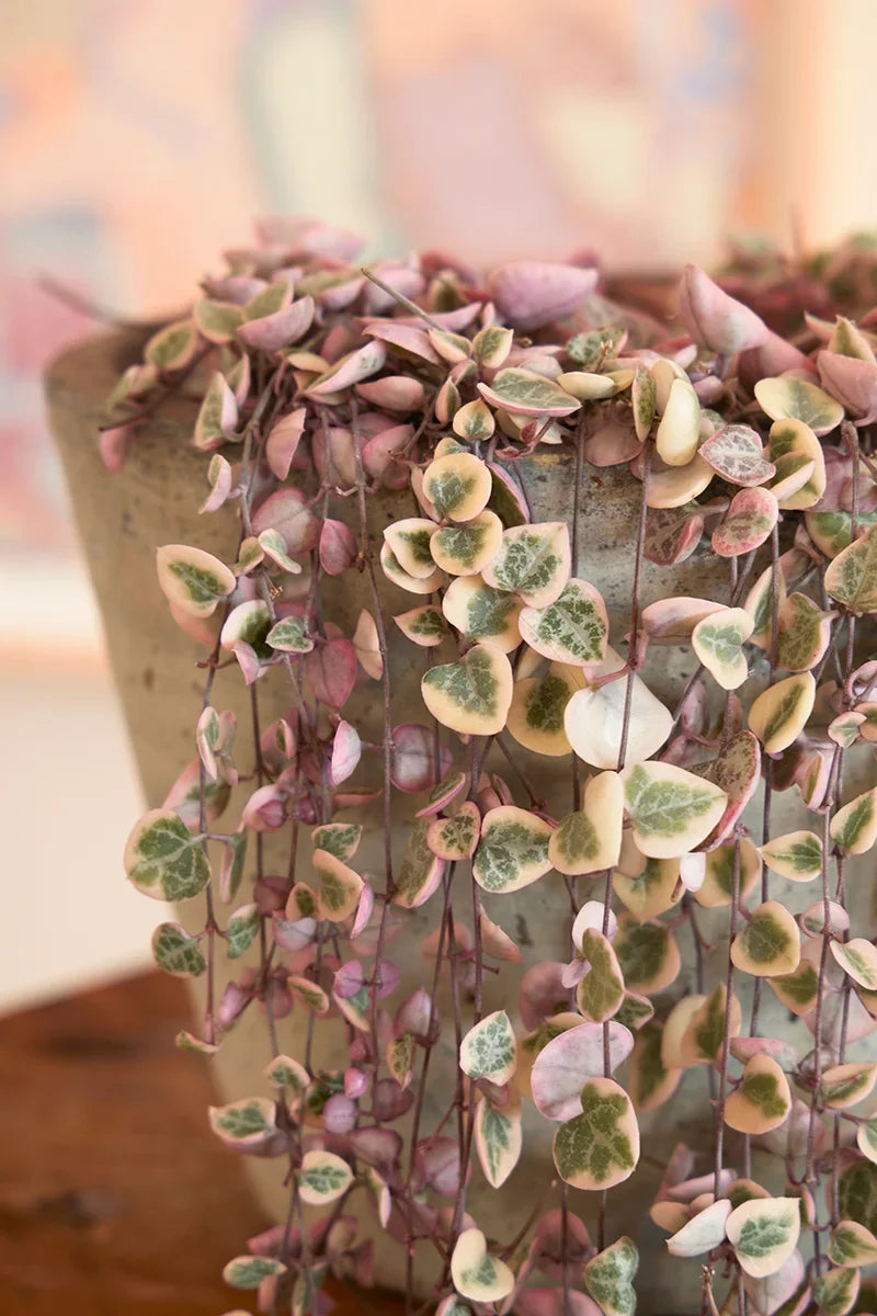 Ceropegia String of Hearts Pretty Pink Seeds for Planting - 100 pcs